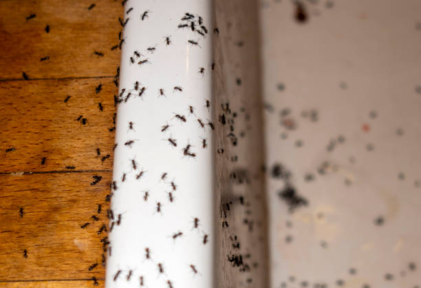 Best Ant Control Services  in West Orange, TX