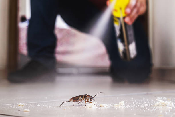 Best Spider Control Near Me  in West Orange, TX